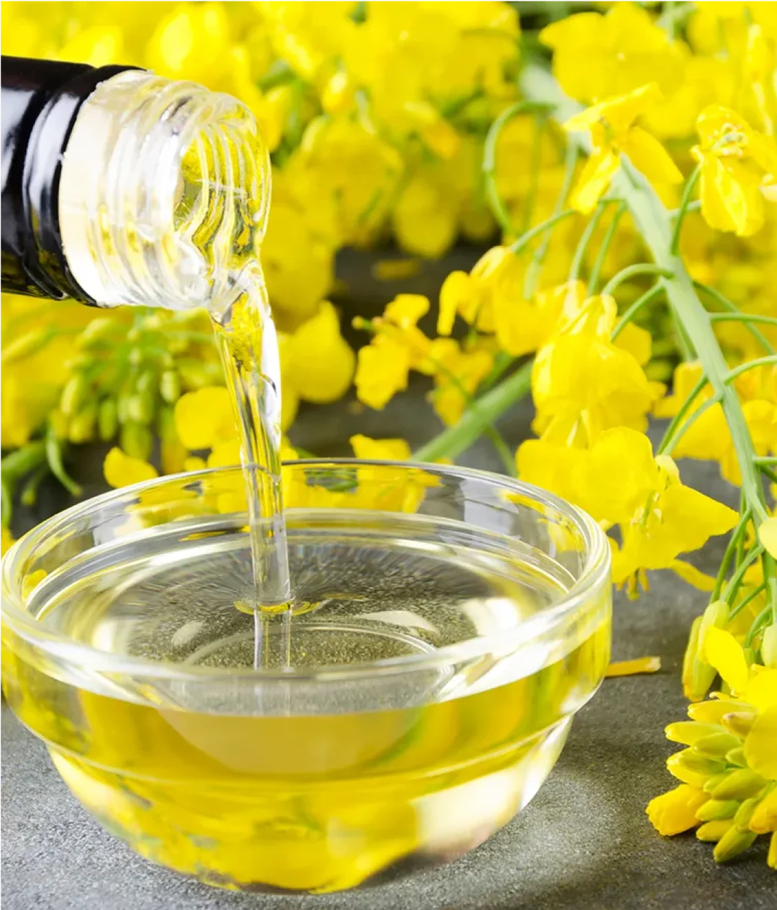 Canola